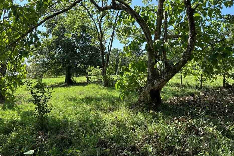 Mountain View Lot in the Heart of Ojochal