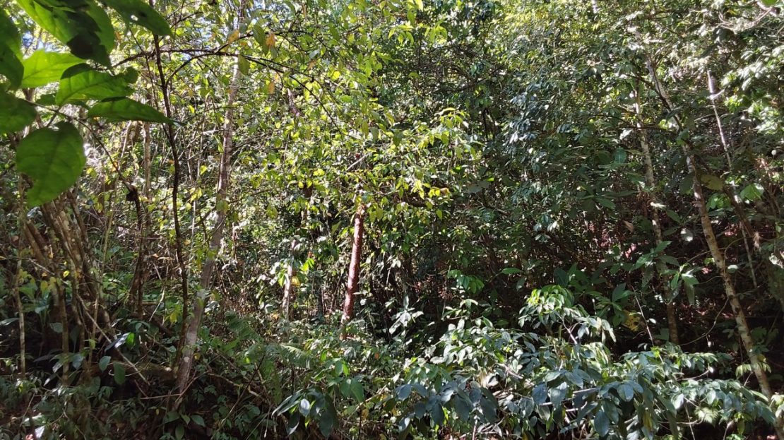 Ample mixed property between jungle and farmland in Ciudad Cortes.
