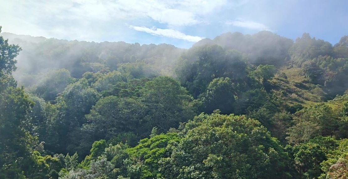 Sacred Mountain Land for Sale– Pure and Great Climate - Space for Your Inner Vision