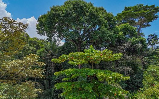 The HOTTEST Costanera-Bordering Lot in Our Area – With Massive Rainforest-Covered 23 Acres on Prime Highway Frontage Between