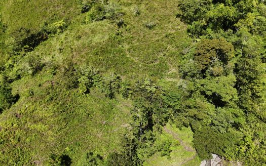 For Sale – Where The Forest Breathes – 147,762 M² Of Life, Love Vision & Altitude