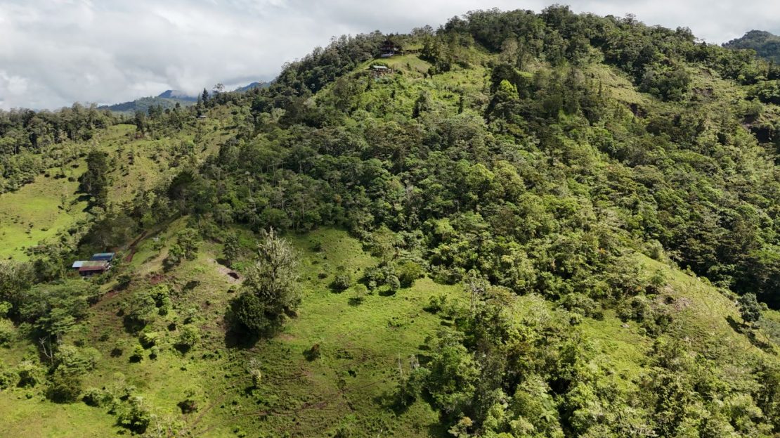 For Sale - Where The Forest Breathes - 147