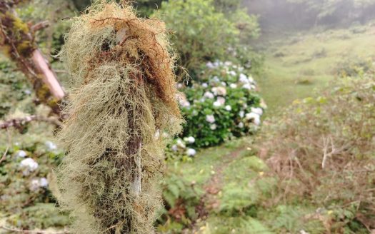 Sacred Mountain Land for Sale– Pure and Great Climate – Space for Your Inner Vision