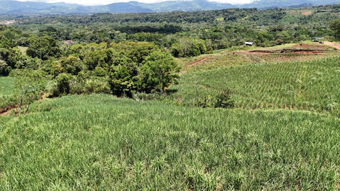 For Sale-Enchanting Cane Farm in General Viejo – Panoramic Views