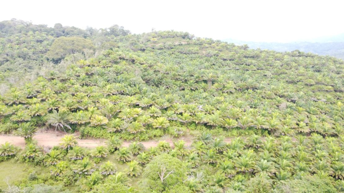 Expansive farm only 20 minutes from downtown San Isidro del General