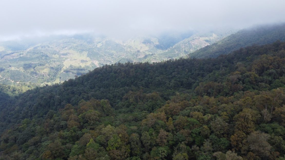Costa Rica – 31 Hectares with Natural Springs & Old-Growth Forest