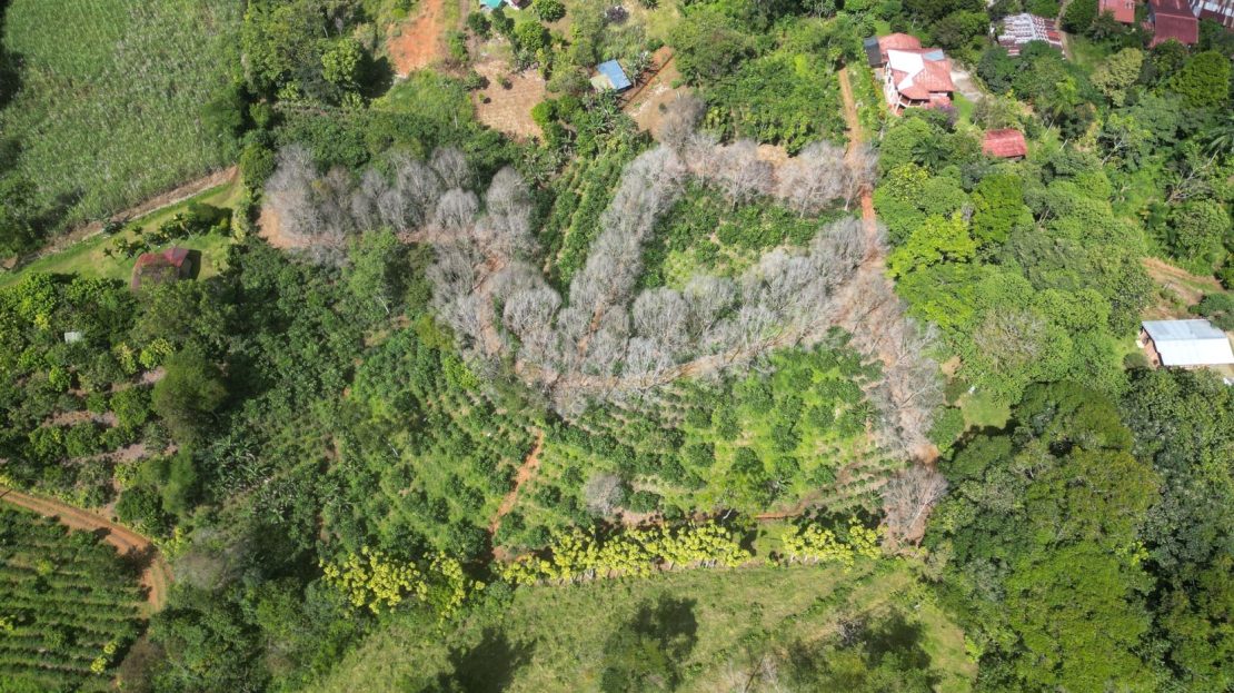 This Is The Lot ( 3 acres) For Sale In Santa Elena Del General