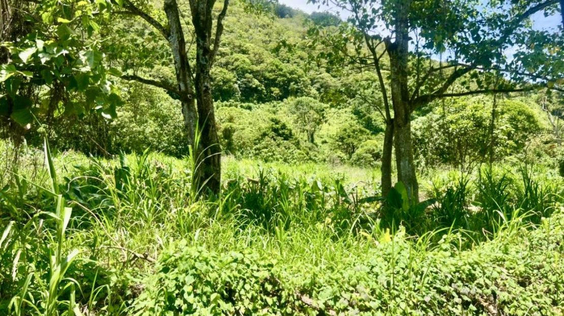 Land for Sale in Costa Rica – 814 Sustainable Acres in Costa Rica