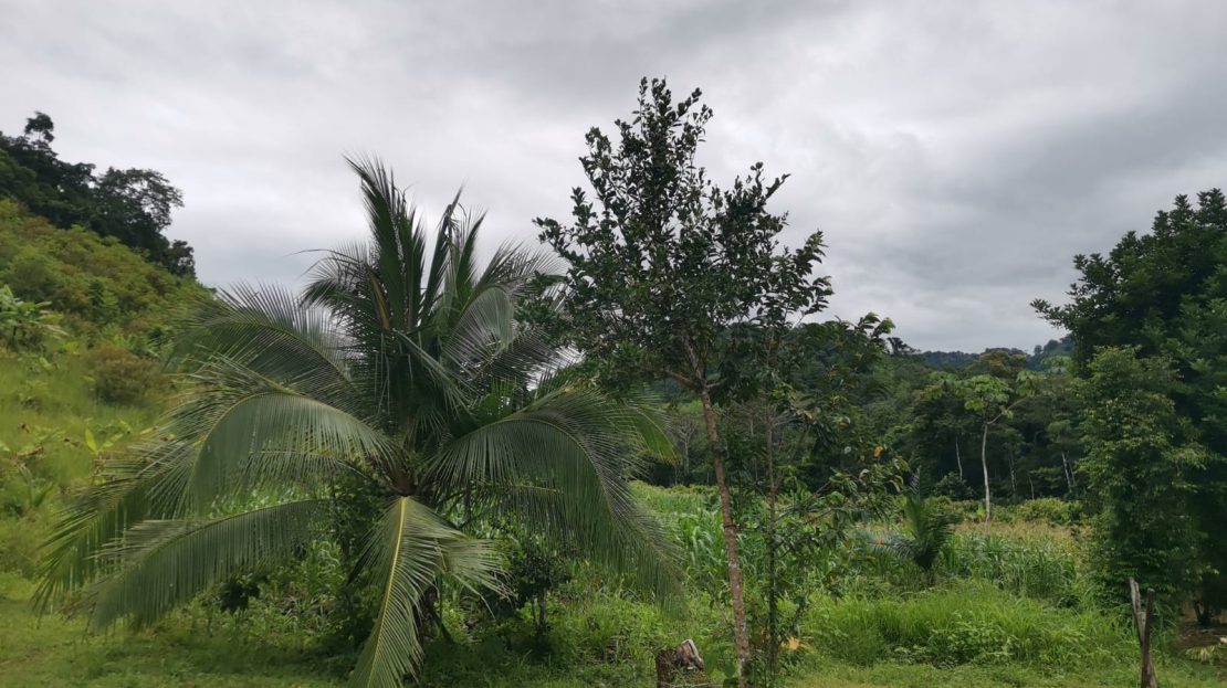 Golfito>Golfito Real Estate Listings 28988