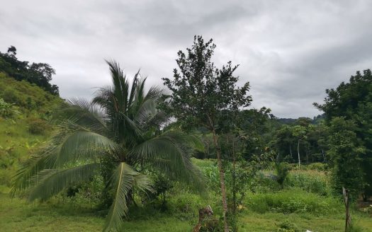 Golfito>Golfito Real Estate Listings 28988