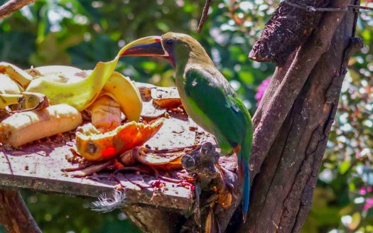 Stunning Ocean View in Pavones, Costa Rica. Walk to Surf!🌴