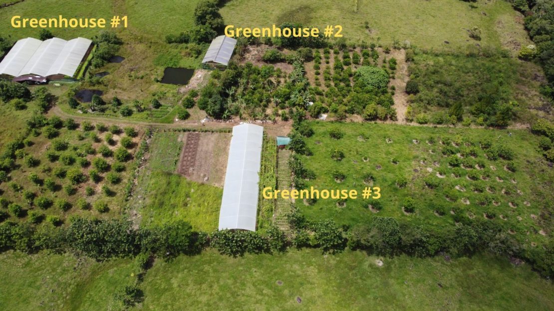 Beautiful Organic Farm For Sale In The Heart Of  Cajon Perez Zeledon