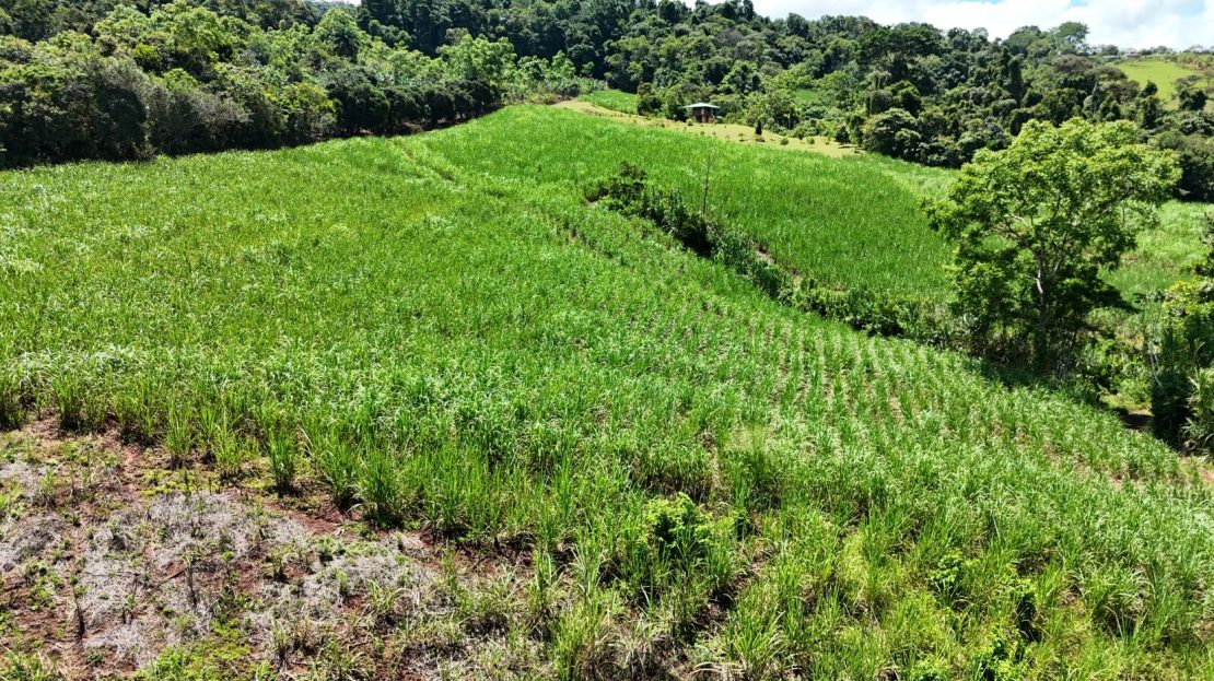 For Sale – Natural 2.5 Ha Retreat In General Viejo