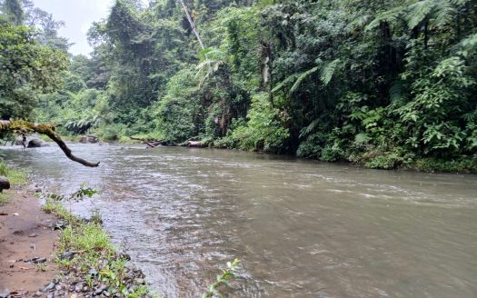 TEAK FARM NEAR RINCON DE LA VIEJA VOLCANO