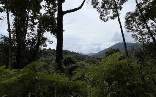 Tropical Forest Oasis Near Esquipulas Rainforest Lodge – 24.8 Hectares with Creek, Views & Utilities – Owner Financing!