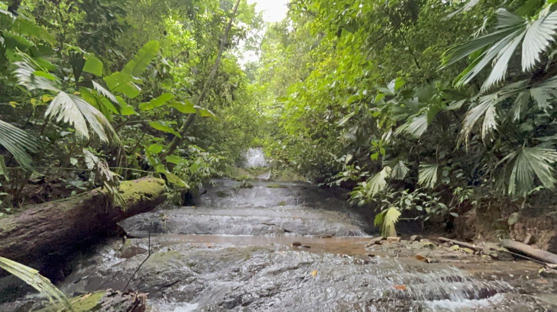 Wildlife & Organic Soil — A Refuge for Visionaries