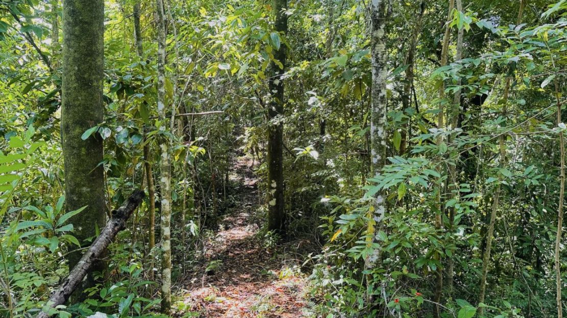 66.5 Acres of Pristine Jungle Paradise – Completely Off the Grid