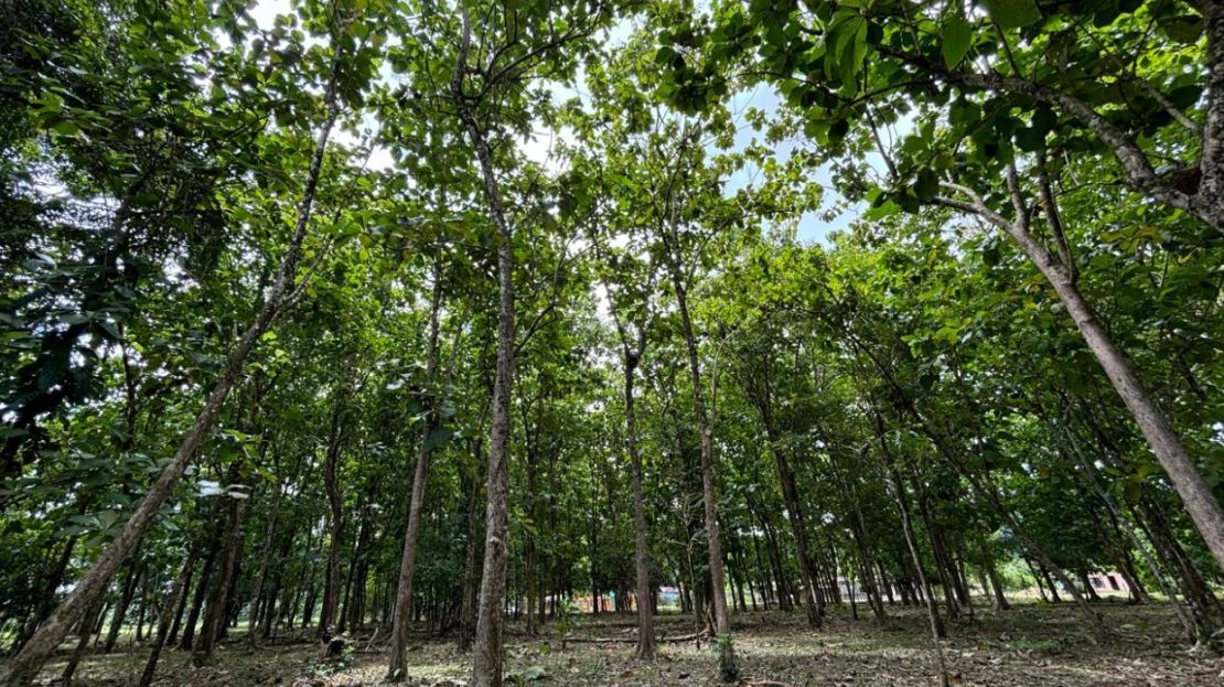 Ready-to-build flat lot in Cortez Lot 3