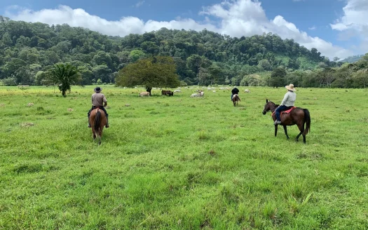 Ocean View Property Osa Peninsula Costa Rica – 1,095 Acres Near Corcovado