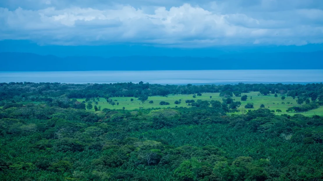 Osa Real Estate Listings 29515