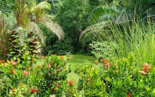 House for Sale on the Road to Puerto Jiménez | Peace & Nature Retreat