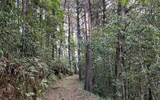 Hillside Haven: Prime Land with Endless Potential in Cartago for Sale