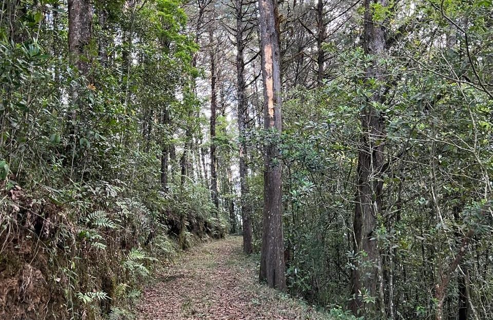 Costa Rica Real Estate