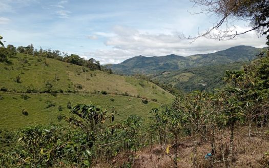 Coffee Plantation in Rivas