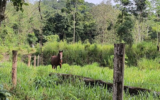 Land for sale 20,000 m² (4.94 acres) — Puerto Jiménez, El Tigre | RE/MAX Jungle