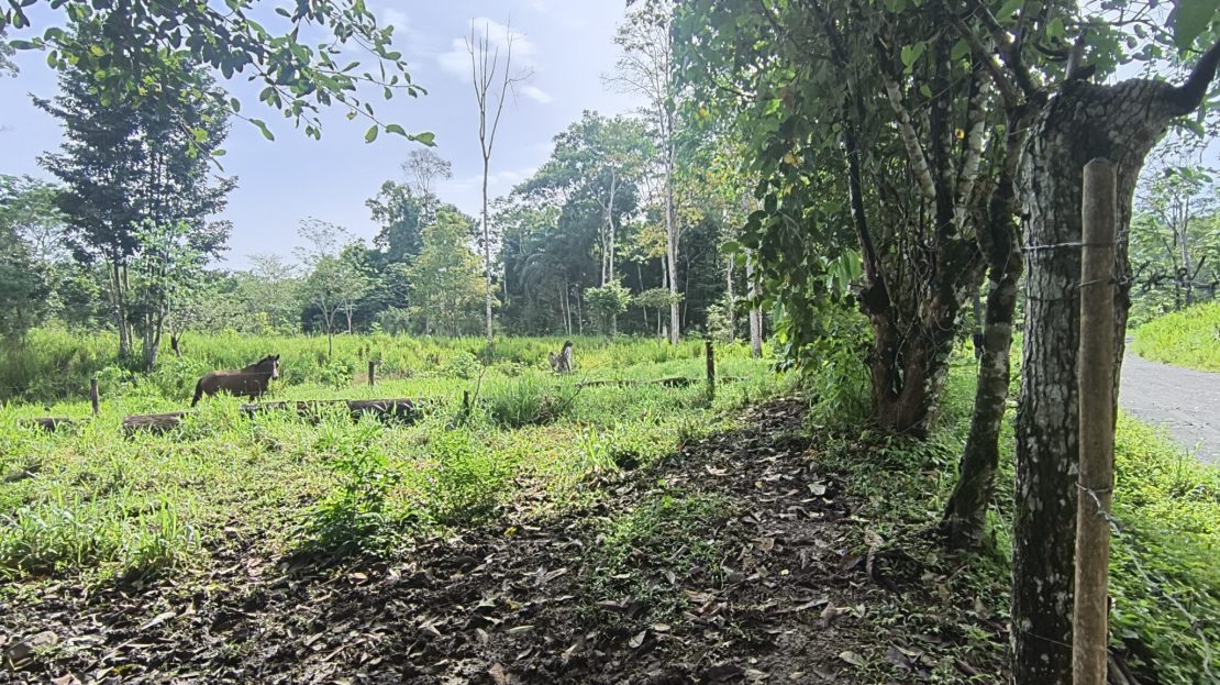 Puerto Jiménez Real Estate Listings 29781