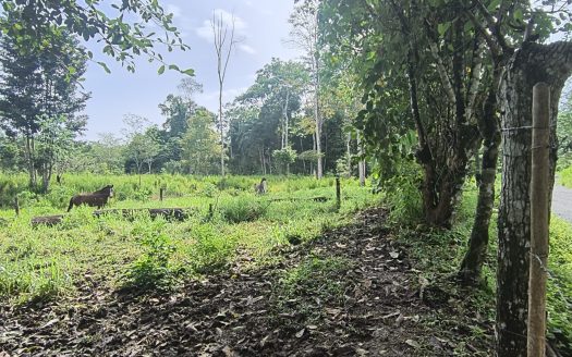 Puerto Jiménez Real Estate Listings 29781