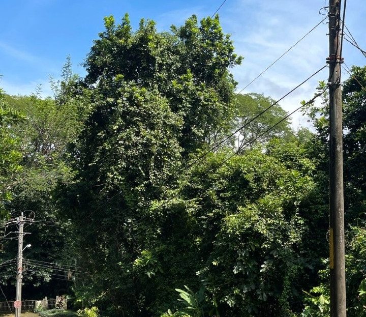 Tárcoles For Sale 101281 | RE/MAX Costa Rica Real Estate