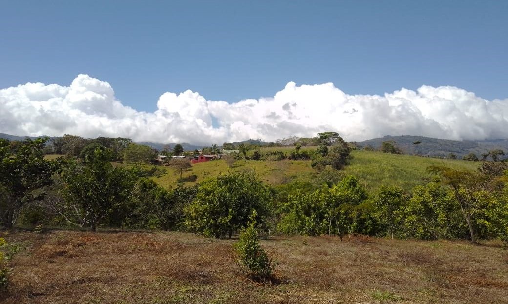 Large property full of fruit trees and bird sanctuary. Recently reduced!