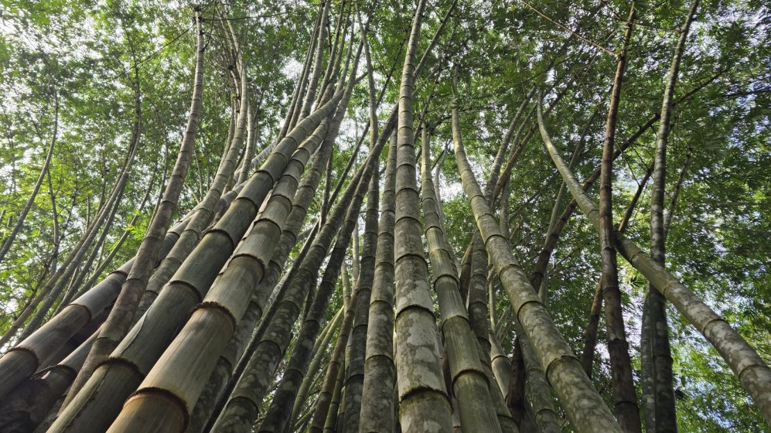 Stunning Property for Sale in Barú Surrounded by Lush Nature and Paradise Views