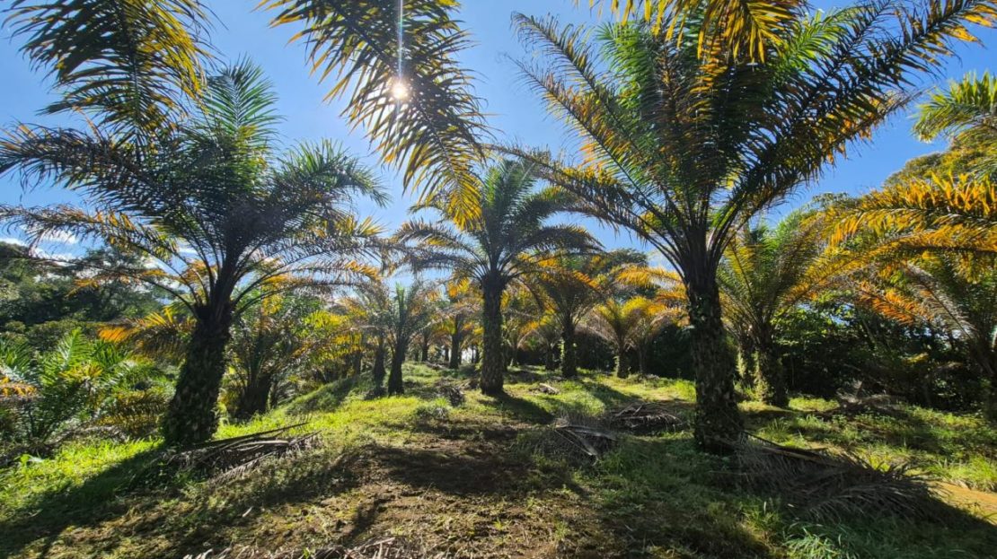 Costa Rica Real Estate