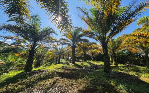 10-Hectare Property for Sale in Santa Marta de Cajón, Pérez Zeledón for under 400 K.