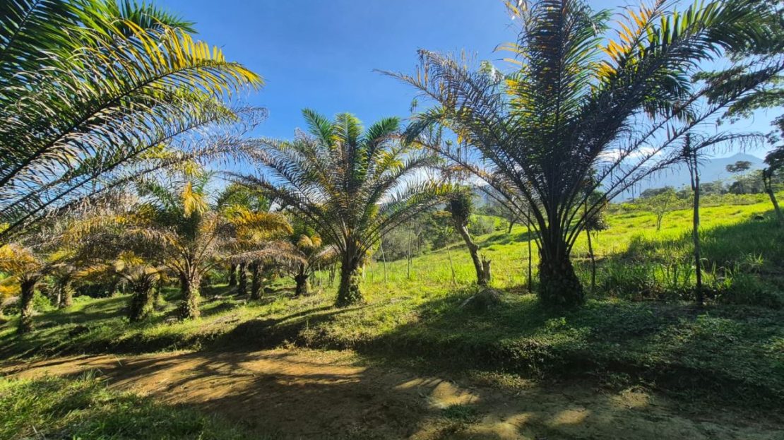 10-Hectare Property for Sale in Santa Marta de Cajón
