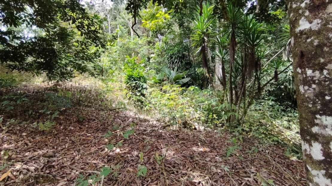 Secluded Lot For Sale - Nature