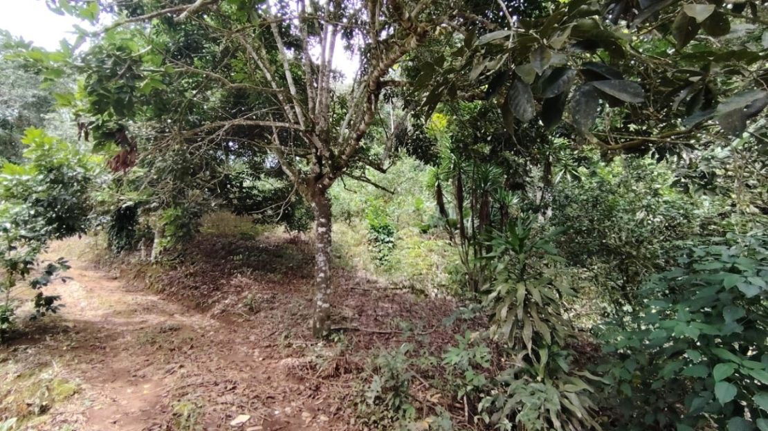 Privacy & Convenience In Pérez Zeledón