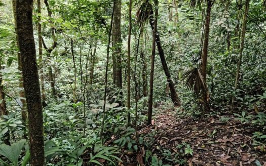 For Sale- Beautiful River, Waterfalls & Wild Calls – A Rare Find In The Remote Heart Of Osa