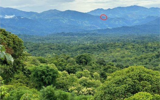 Coffee Land for Sale – San Lorenzo, León Cortés