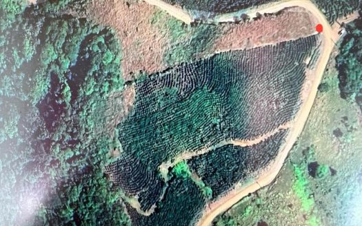 León Cortés Castro