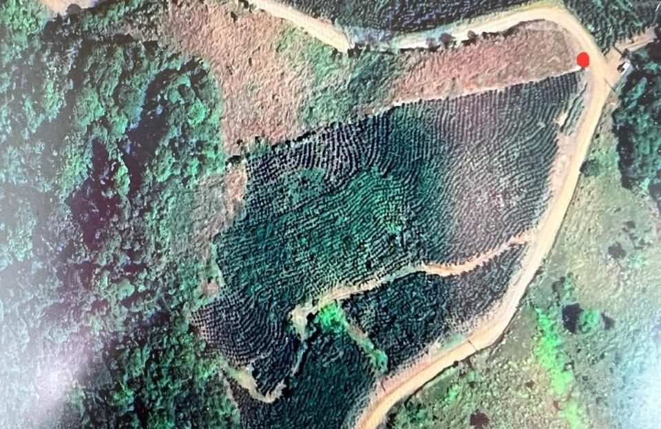 León Cortés Castro