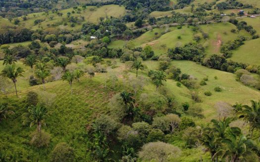 Massive cattle farm for sale in Perez Zeledon