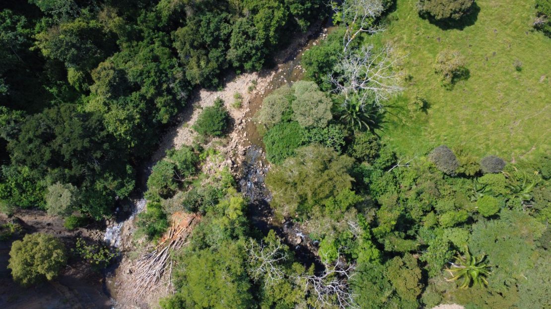 Flat Cattle Farm for sale in Perez Zeledon