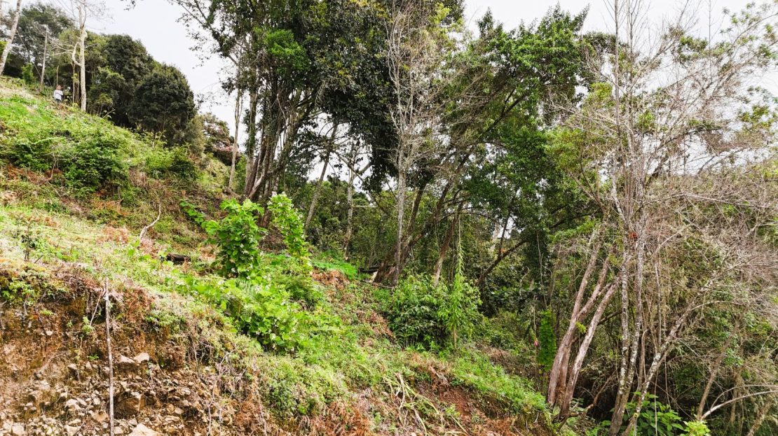 Amazing opportunity: beautiful sloping land for sale in the heart of División.