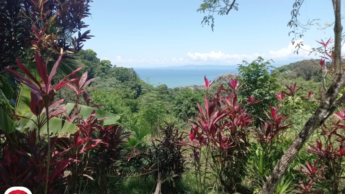 Golfito>Pavones Real Estate Listings 22181