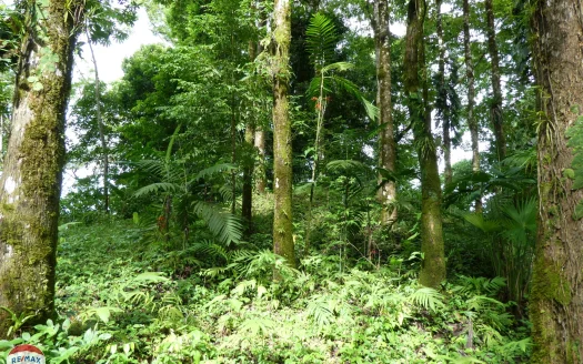 Golfito>Pavones Real Estate Listings 23539