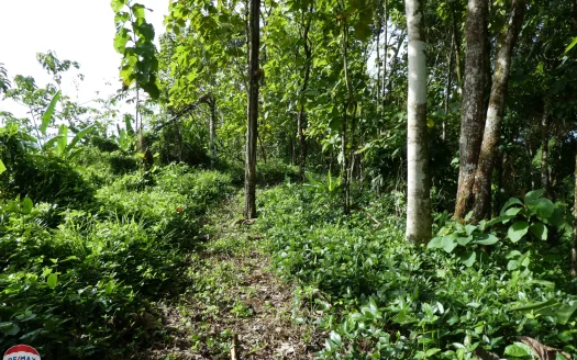 Majestic Mountain View Finca