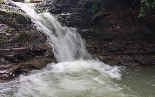 Jungle farm, 10 minutes from Pavones